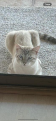 Found/Stray Unknown Cat last seen Greenfield/Brown, Mesa, AZ 85205