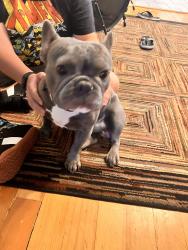 Found/Stray Male Dog last seen Bloomington Park, Portland, OR 97266