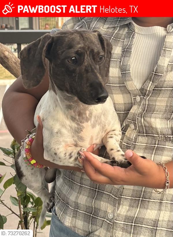 Lost Male Dog last seen Shadow Canyon Street, Helotes Texas, Helotes, TX 78023