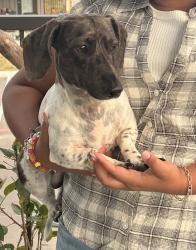 Lost Male Dog last seen Shadow Canyon Street, Helotes Texas, Helotes, TX 78023
