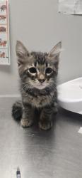 Shelter Stray Male Cat last seen Near BLOCK S JORDAN AVE, SAN JACINTO, 581 S Grand Ave, San Jacinto, CA 92582, USA