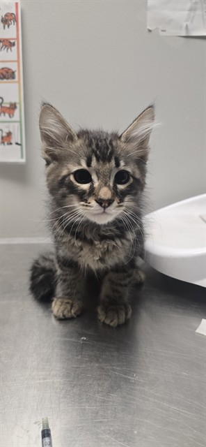 Shelter Stray Male Cat last seen Near BLOCK S JORDAN AVE, SAN JACINTO, 581 S Grand Ave, San Jacinto, CA 92582, USA