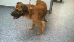 Shelter Stray Male Dog last seen CHARLOTTE, 8315 Byrum Dr, Charlotte, NC 28217, USA