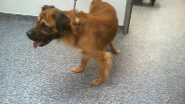 Shelter Stray Male Dog last seen CHARLOTTE, 8315 Byrum Dr, Charlotte, NC 28217, USA
