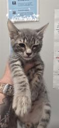 Shelter Stray Male Cat last seen Near BLOCK S JORDAN AVE, SAN JACINTO, 581 S Grand Ave, San Jacinto, CA 92582, USA