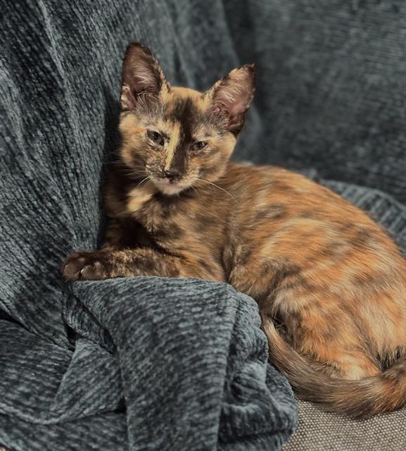 Shelter Stray Female Cat last seen ASTORIA ST & ROANOKE AVE, 2127 Front St, Sacramento, CA 95818, USA