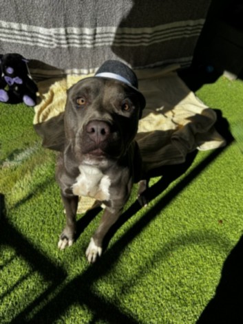 Shelter Stray Male Dog last seen , 14409 Vanowen St, Van Nuys, CA 91405, USA