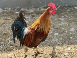 Shelter Stray Male Livestock last seen , 5821 Sweetwater Rd, Bonita, CA 91902, USA