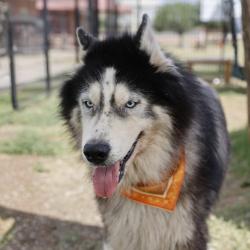 Shelter Stray Male Dog last seen Near BLOCK WILCOX, 4710 TX-151, San Antonio, TX 78227, USA