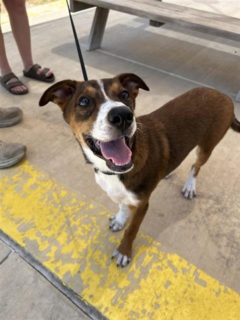 Shelter Stray Male Dog last seen , 4710 TX-151, San Antonio, TX 78227, USA