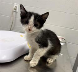 Shelter Stray Male Cat last seen Near, 2600 S Harding St, Indianapolis, IN 46221, USA