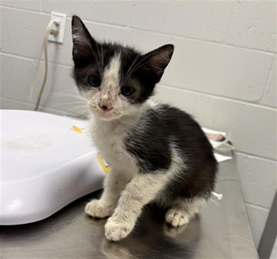 Shelter Stray Male Cat last seen Near, 2600 S Harding St, Indianapolis, IN 46221, USA
