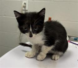 Shelter Stray Female Cat last seen Near, 2600 S Harding St, Indianapolis, IN 46221, USA