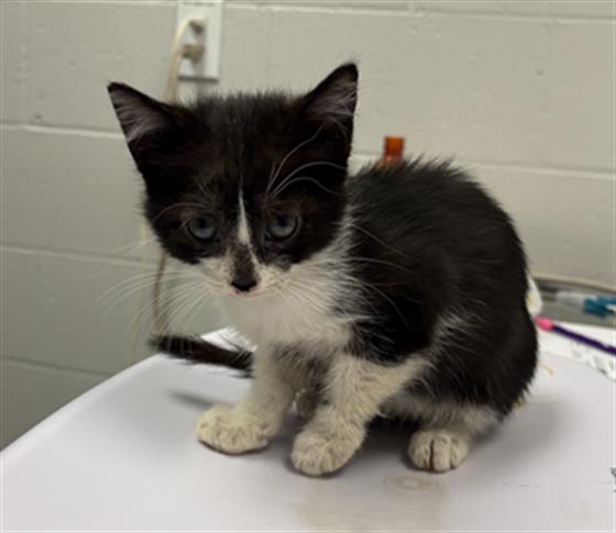 Shelter Stray Female Cat last seen Near, 2600 S Harding St, Indianapolis, IN 46221, USA