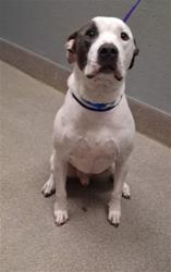 Shelter Stray Male Dog last seen E CHEYENNE AVE & CIVIC CENTER DR, 655 N Mojave Rd, Las Vegas, NV 89101, USA