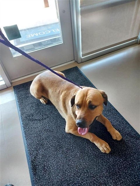 Shelter Stray Male Dog last seen STINCHCOMB ST / CSURI ST, 9150 Union Park Way, Elk Grove, CA 95624, USA