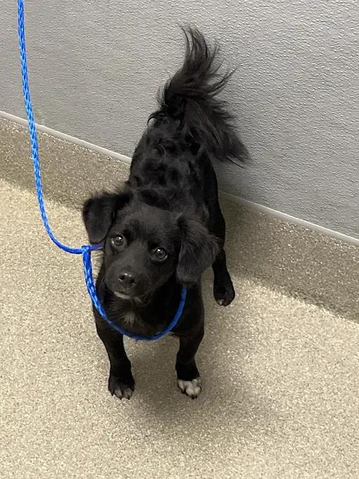 Shelter Stray Female Dog last seen Near BLK HARTMAN ST, LAS VEGAS NV 89108, 655 N Mojave Rd, Las Vegas, NV 89101, USA