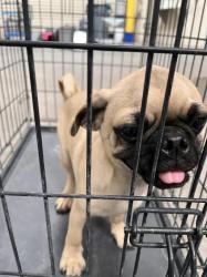 Shelter Stray Male Dog last seen Near BLK OF SPITFIRE ST, 655 N Mojave Rd, Las Vegas, NV 89101, USA