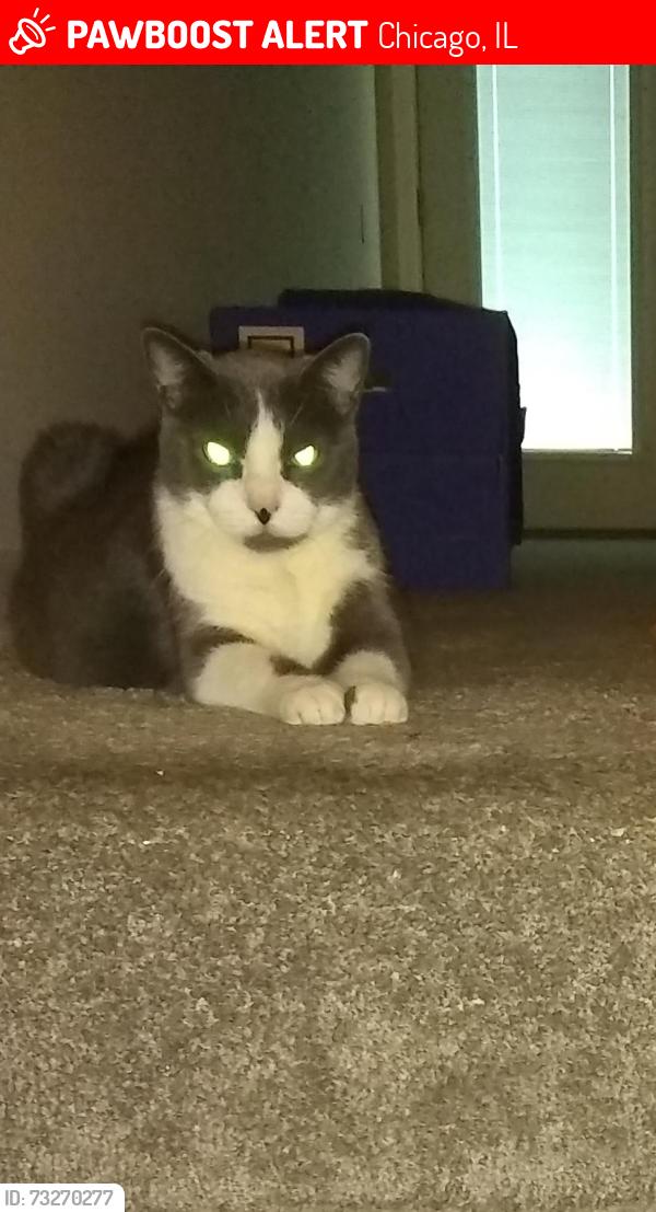Lost Female Cat last seen Near E. 79th Street, Chicago, IL 60649