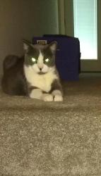 Lost Female Cat last seen Near E. 79th Street, Chicago, IL 60649