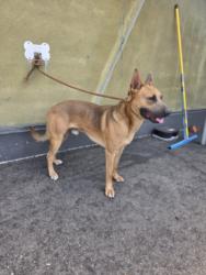 Shelter Stray Male Dog last seen , 1850 W 60th St, Los Angeles, CA 90047, USA