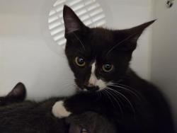 Shelter Stray Male Cat last seen Near BLOCK 103RD AVE SE, KENT WA 98031, 21615 64th Ave S, Kent, WA 98032, USA
