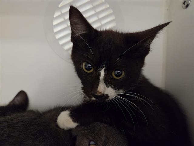 Shelter Stray Male Cat last seen Near BLOCK 103RD AVE SE, KENT WA 98031, 21615 64th Ave S, Kent, WA 98032, USA