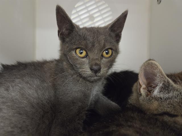 Shelter Stray Male Cat last seen Near BLOCK 103RD AVE SE, KENT WA 98031, 21615 64th Ave S, Kent, WA 98032, USA