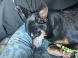 Found/Stray Male Dog last seen Hamilton Ave by the hosp, Tampa, FL 33614