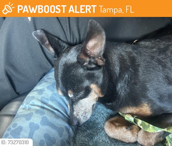 Found/Stray Male Dog last seen Hamilton Ave by the hosp, Tampa, FL 33614