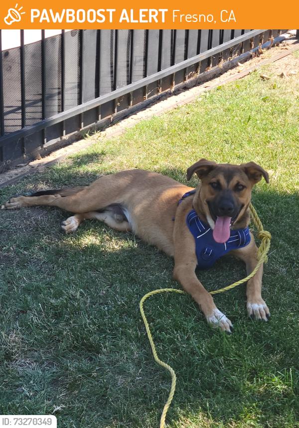 Found/Stray Male Dog last seen Chena and Tulare, Fresno, CA 93702