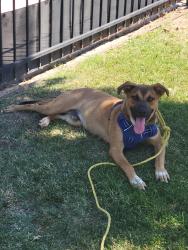 Found/Stray Male Dog last seen Chena and Tulare, Fresno, CA 93702