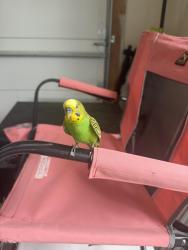 Found/Stray Unknown Bird last seen Smithson drive, Chesapeake, VA 23322