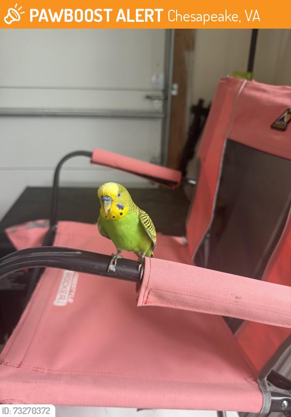 Found/Stray Unknown Bird last seen Smithson drive, Chesapeake, VA 23322
