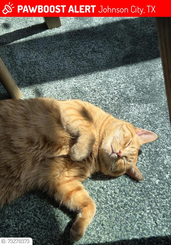 Lost Male Cat last seen Near Twelve Fires Rd, Johnson City, TX 78636, Johnson City, TX 78636