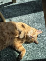 Lost Male Cat last seen Near Twelve Fires Rd, Johnson City, TX 78636, Johnson City, TX 78636