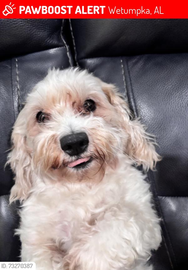 Lost Female Dog last seen Crossed the street, Wetumpka, AL 36092