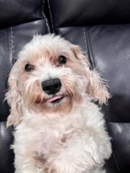 Lost Female Dog last seen Crossed the street, Wetumpka, AL 36092