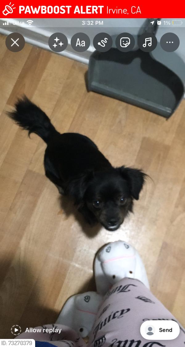 Lost Male Dog last seen Near parkview ln, Irvine, CA 92612