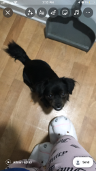 Lost Male Dog last seen Near parkview ln, Irvine, CA 92612