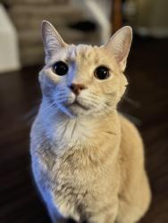 Lost Male Cat last seen Walnut Terrace apmts, Raleigh, NC 27601