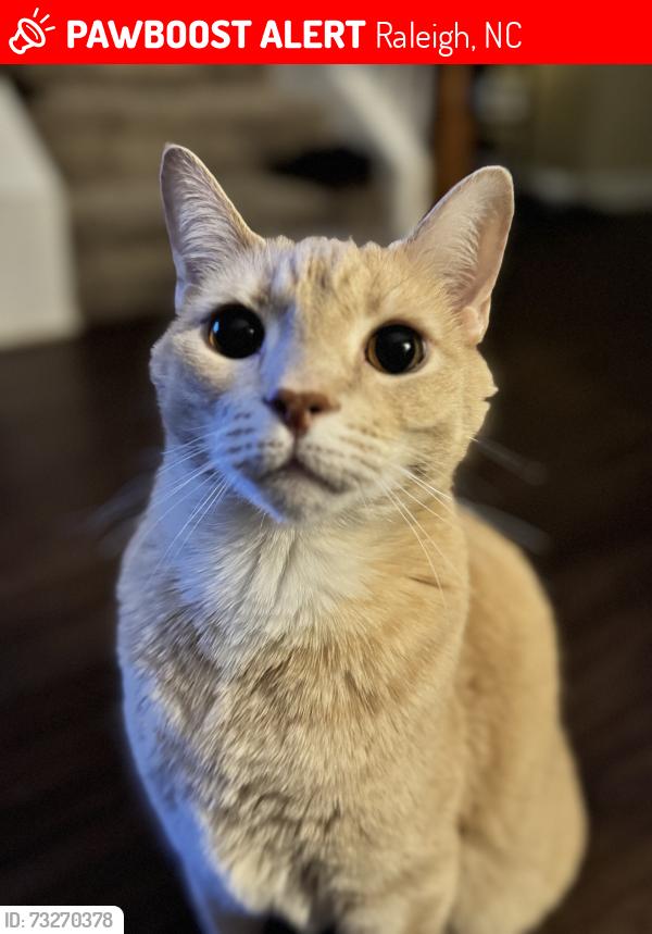 Lost Male Cat last seen Walnut Terrace apmts, Raleigh, NC 27601
