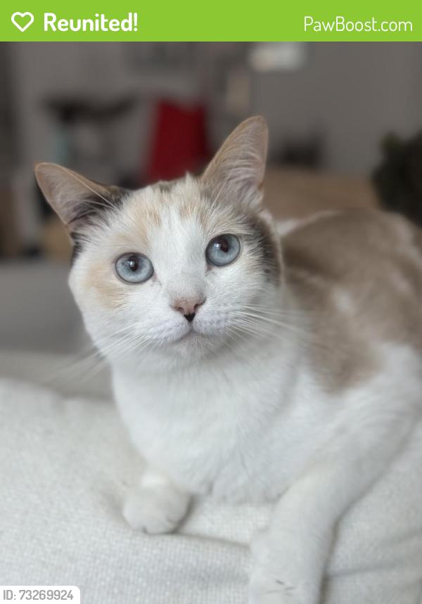 Reunited Female Cat last seen Near N Cedros Ave, Solana Beach, CA 92075, USA, Solana Beach, CA 92075