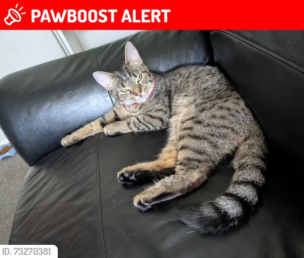 Lost Female Cat last seen Saunders close Hastings, East Sussex, England 
