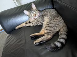 Lost Female Cat last seen Saunders close Hastings, East Sussex, England 