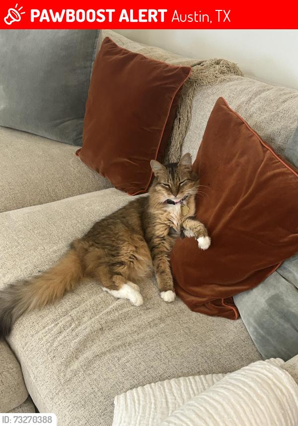 Lost Female Cat last seen 39th and petes path, Austin, TX 78731