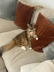 Lost Female Cat last seen 39th and petes path, Austin, TX 78731