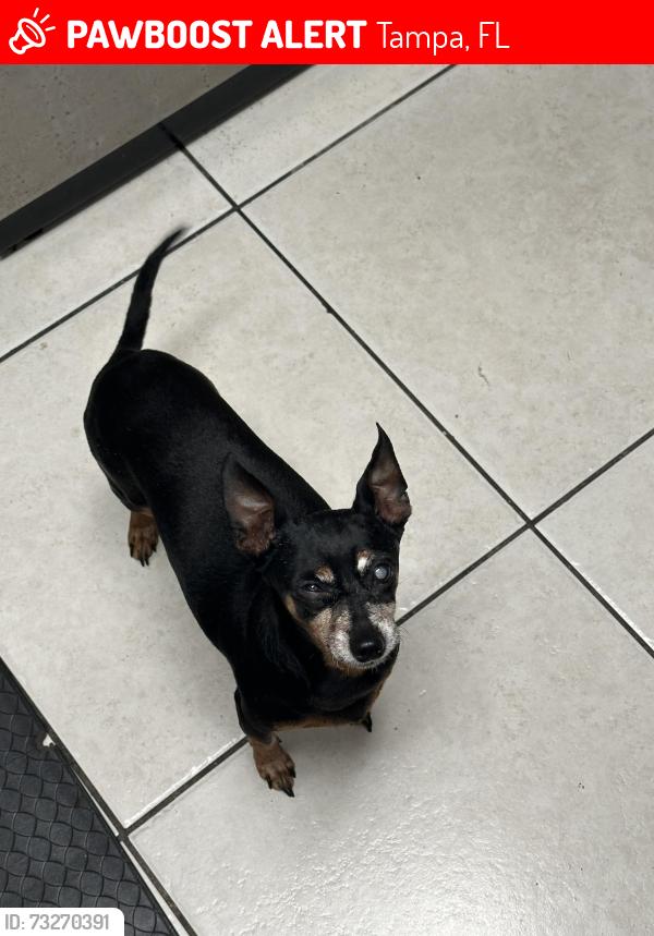 Lost Male Dog last seen Na, Tampa, FL 33614