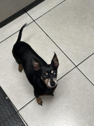 Lost Male Dog last seen Na, Tampa, FL 33614