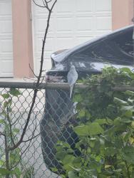 Found/Stray Unknown Bird last seen 67th Road, Queens, NY 11374